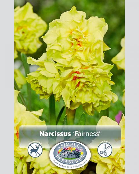 Daffodil Fairness Double 5 bulbs/pkg