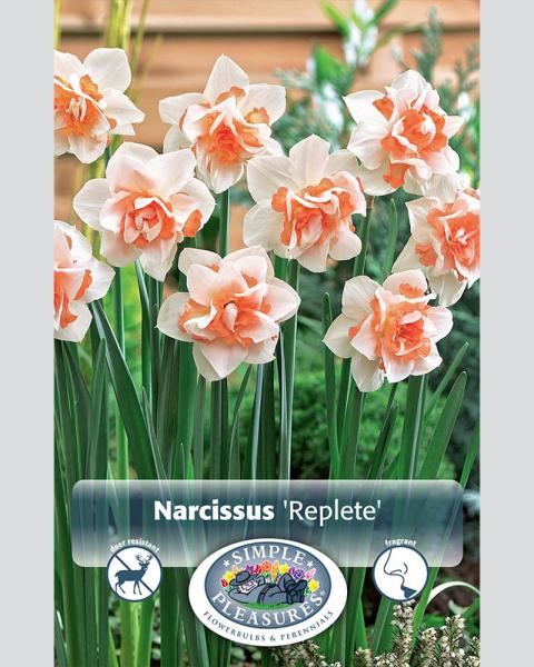 Daffodil Replete Double 5 bulbs/pkg