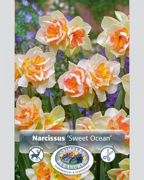 Daffodil Sweet Ocean Double 5/pk