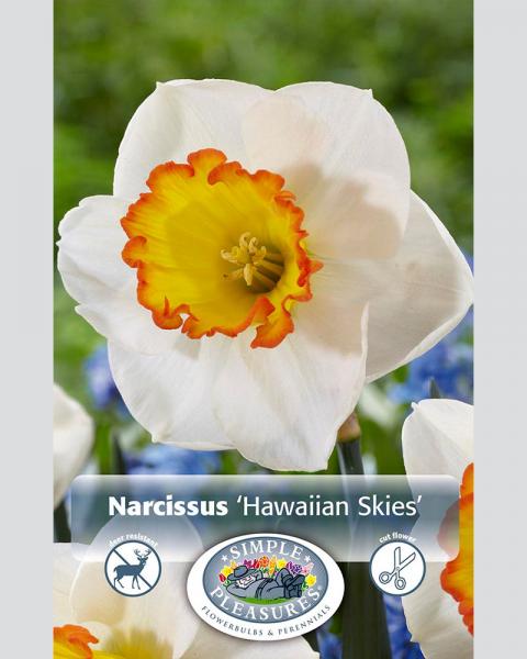 Daffodil Large Cupped Hawaiian Skies 5 Pack