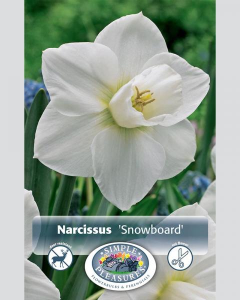 Daffodil LC Snowboard 5 bulbs/pkg