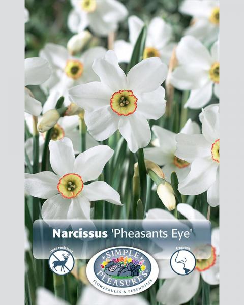 Daffodil SC Pheasants Eye 5 bulbs/pkg