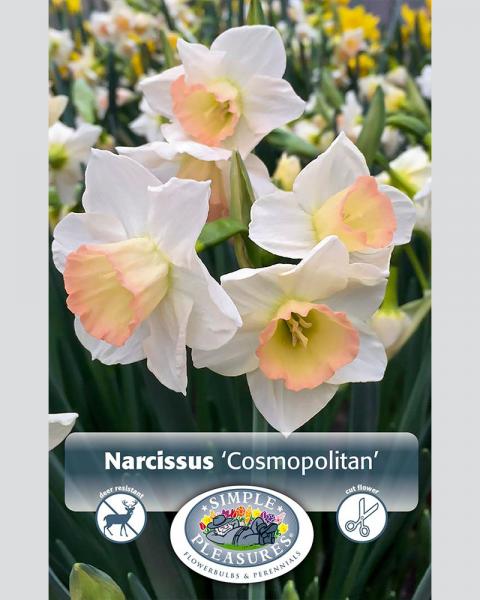 Daffodil Species Cosmopolitan 5 Pack