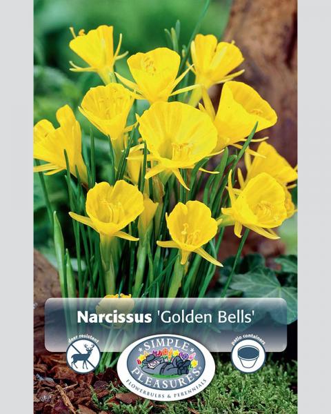 Daffodil Species Gold Bells 10 Pack