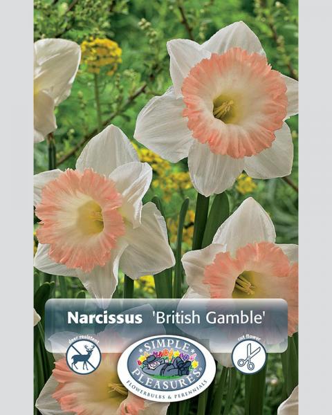 Daffodil Trum British Gamble5 bulbs/pkg
