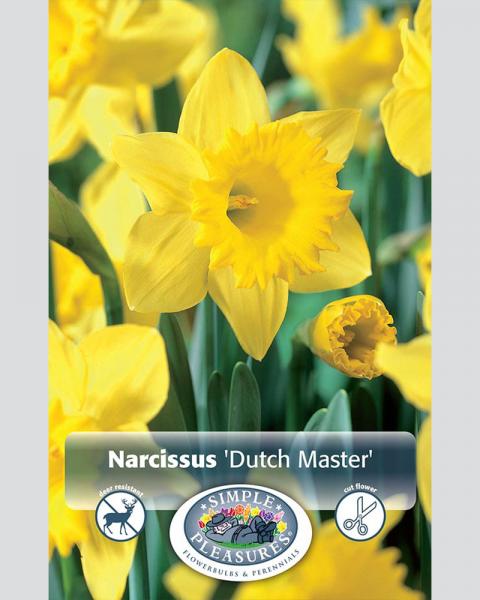 Daffodil Trumpet Dutch Master 5 Pack