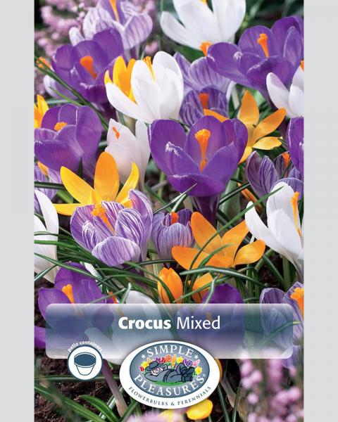 Crocus Giant Mixed 15 bulbs/pkg