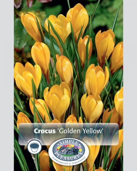 Crocus Giant Yellow 15 bulbs/pkg