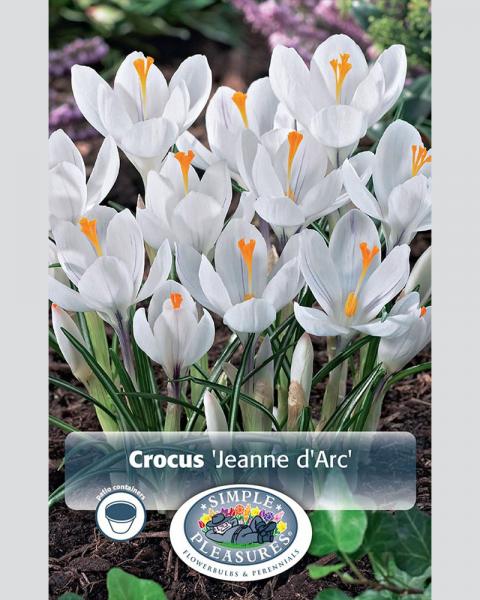 Crocus Giant Jeanne D Arc 15 bulbs/pkg