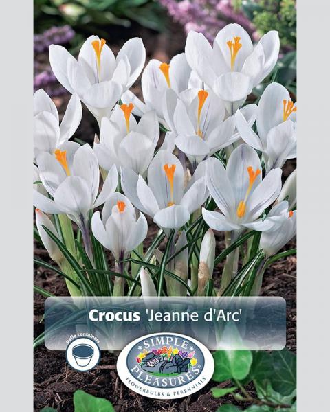 Crocus Giant Jeanne D Arc 15 Pack