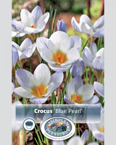 Crocus Specie Blue Pearl 20 Pack