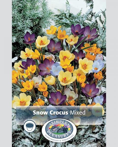 Crocus Specie Snow Mixed 20/pkg