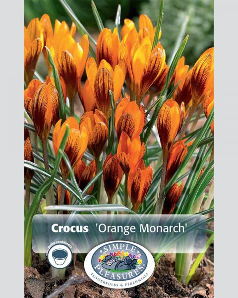 Crocus Specie Orange Monarch 10 Pack