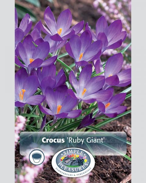Crocus Specie Ruby Giant 20 bulbs/pkg