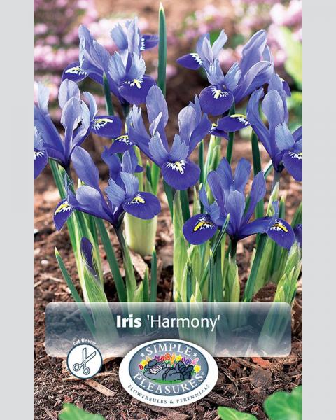 Dwarf Iris Reticulata Harmony 20 Pack