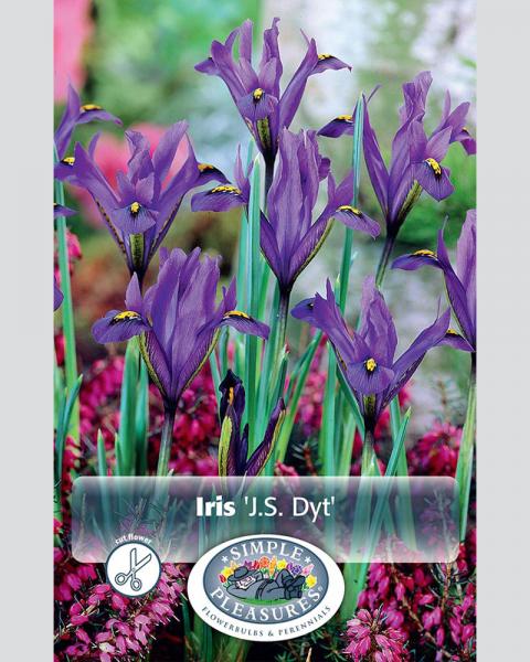 Dwarf Iris Reticulata J S Dyt 20 Pack
