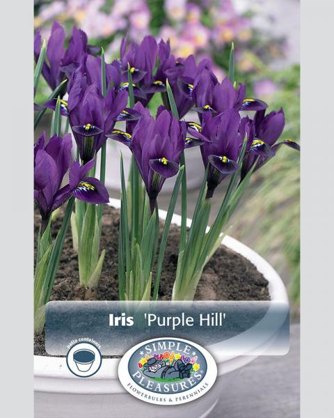 Dwarf Iris Reticulata Purple Hill 20 Pack