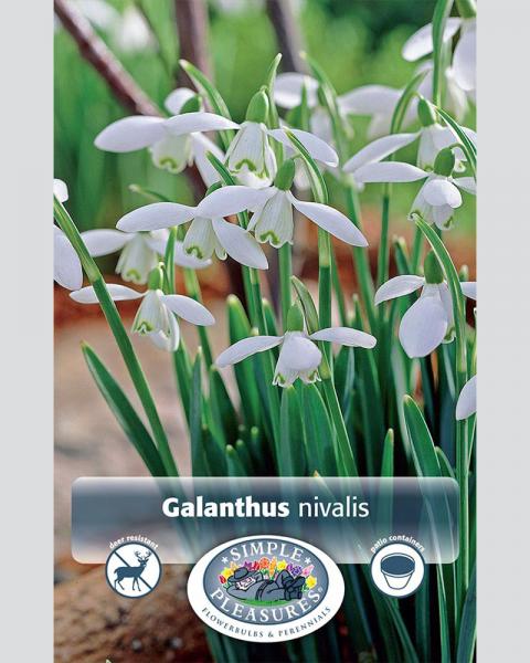 Galanthus Nivalis 10 Pack