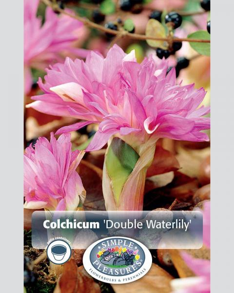 Colchicum Double Waterlily 1 bulb/pkg