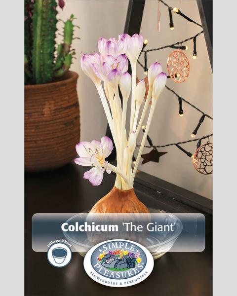 Colchicum The Giant 1 bulb/pkg