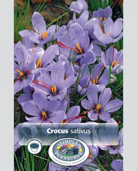 Crocus Sativus Corsinii 10 bulbs/pkg