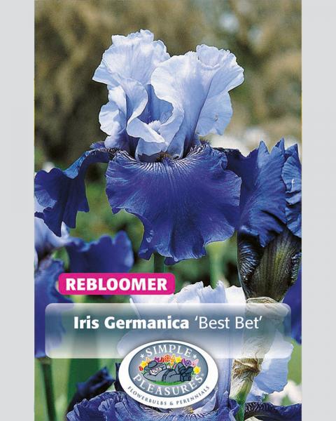 Iris German Best Bet