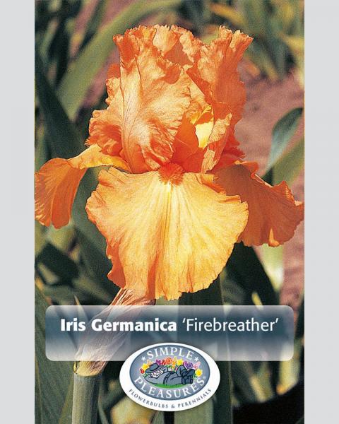 Iris German Firebreather