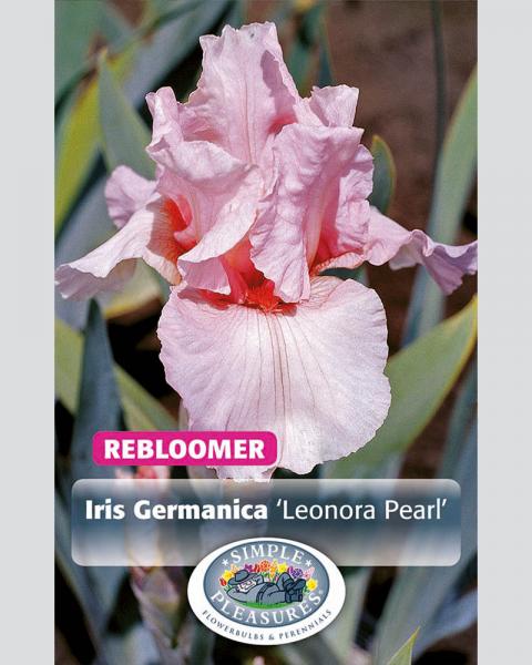 Iris German Lenora Pearl