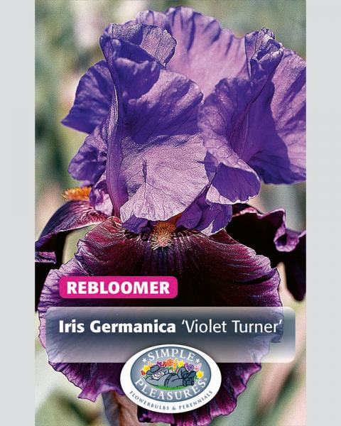 Iris German Violet Turner