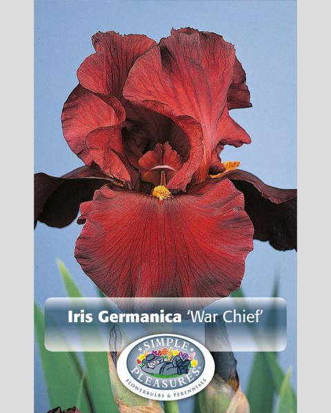 Iris German War Chief