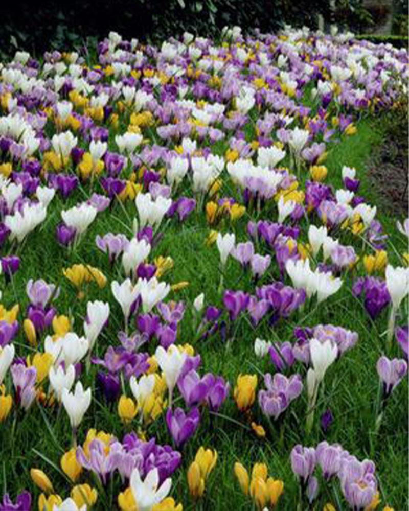 VP Crocus Large Flower Mix 25 bulbs/pkg