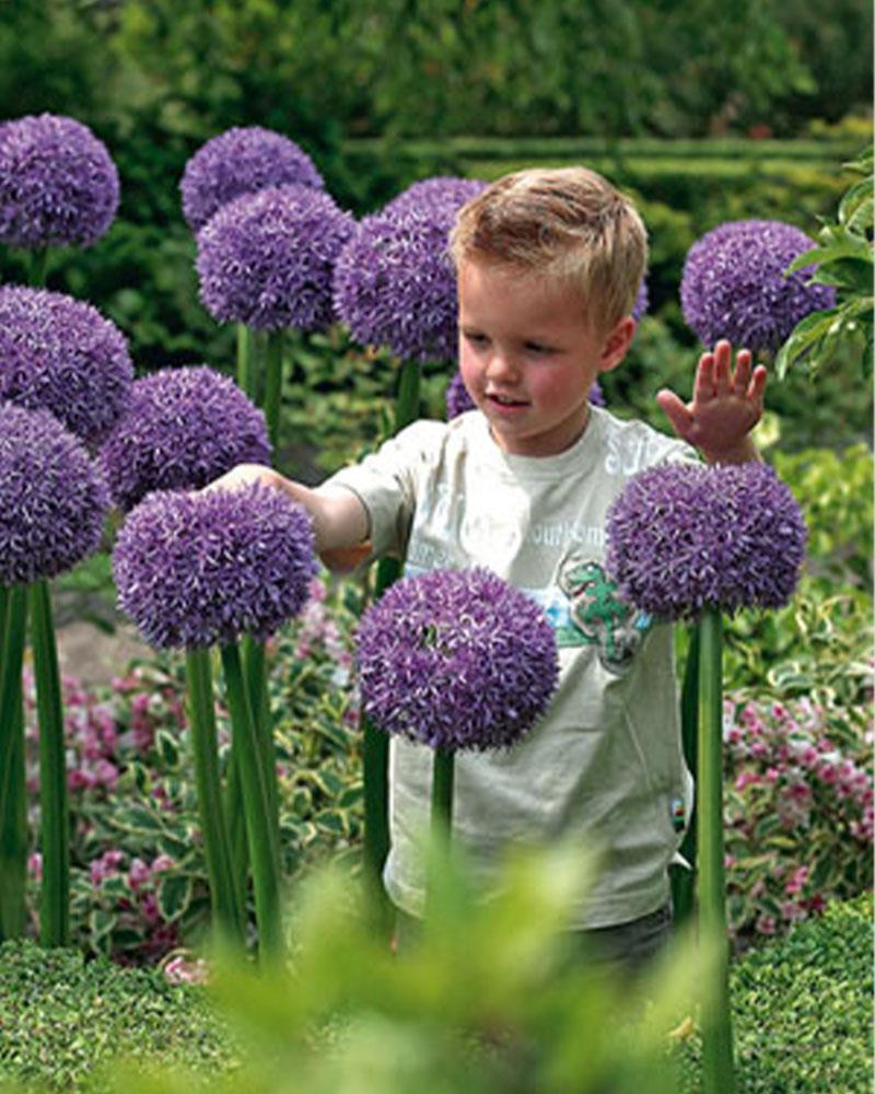 Value Pack Allium Gladiator 5 bulbs/pkg
