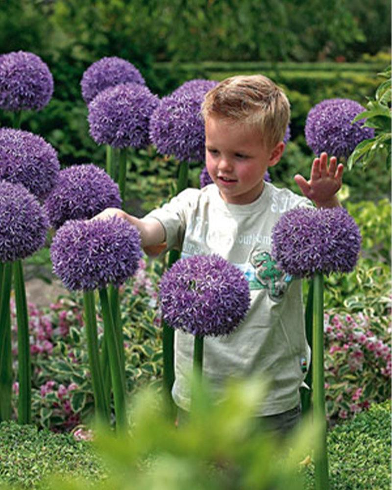 VP Allium Gladiator 5 bulbs/pkg