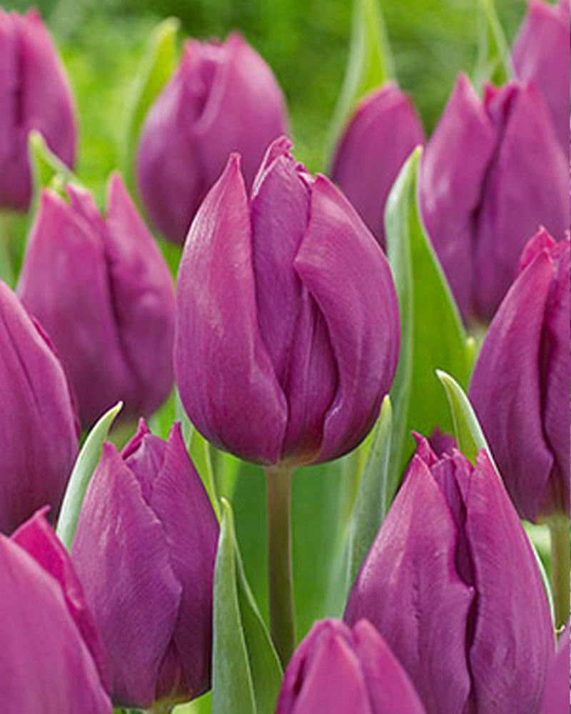 VP Tulip Purple Prince 20 bulbs/pkg