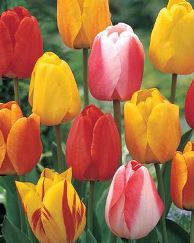 VP Tulip Tequila Sunrise Mix 20 bulbs/pkg