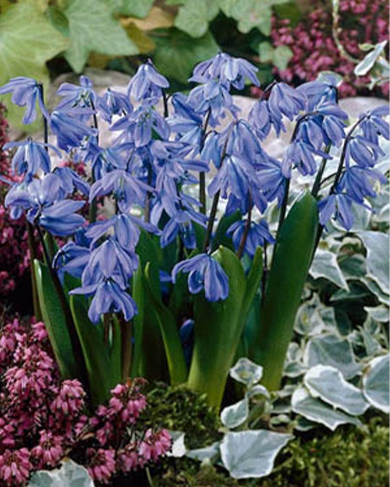 Scilla Siberian Squill 15 bulbs/pkg