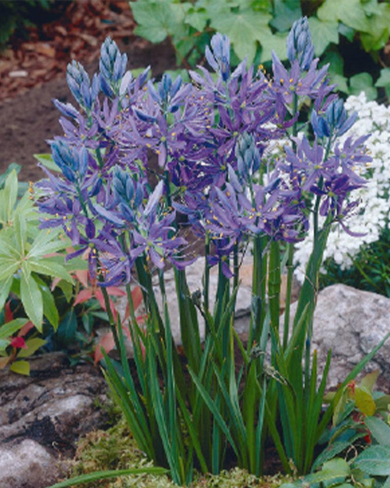 Camas Lily Quamash 20 bulbs/pkg