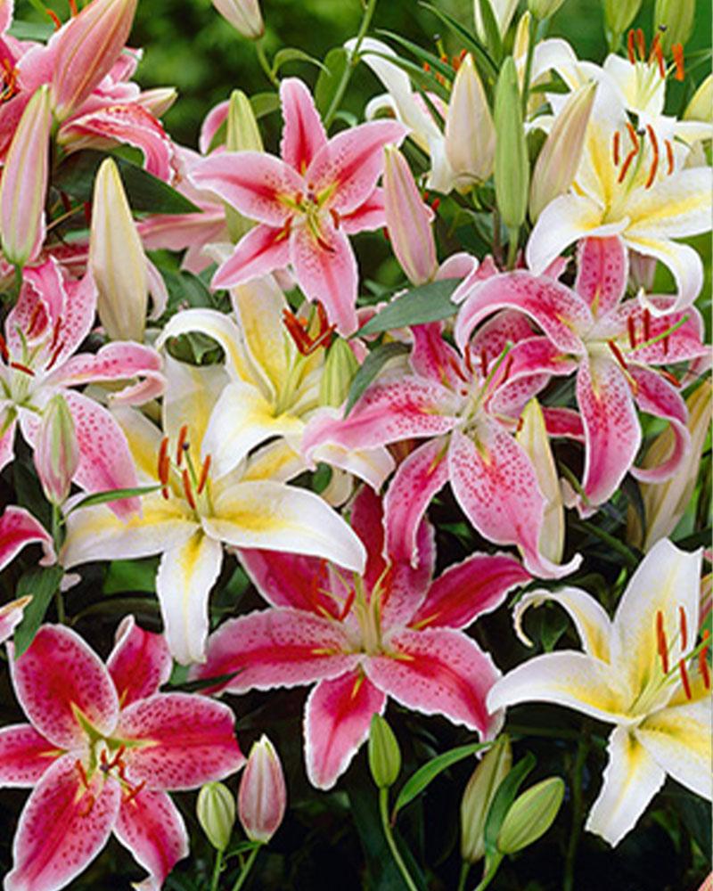 Lily Oriental Mixture Value 5 bulbs/pkg