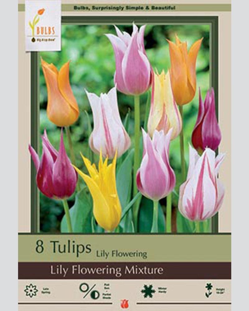 Tulip Lily Flowering Mix 8 bulbs/pkg