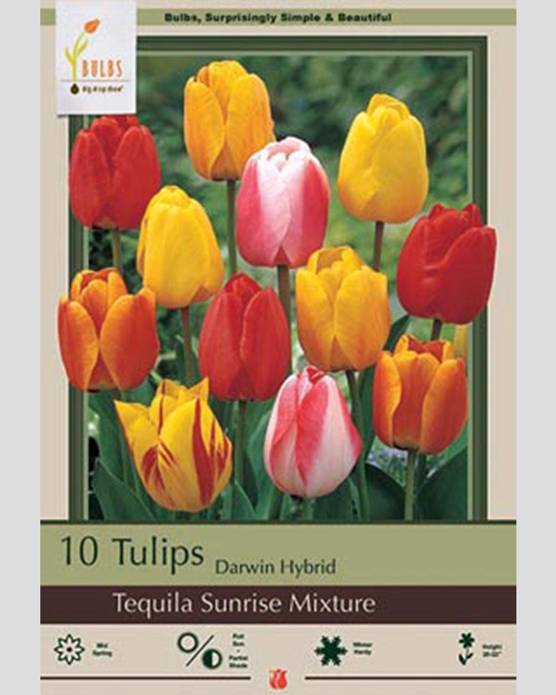 Tulip Tequila Sunrise Mix 10 bulbs/pkg