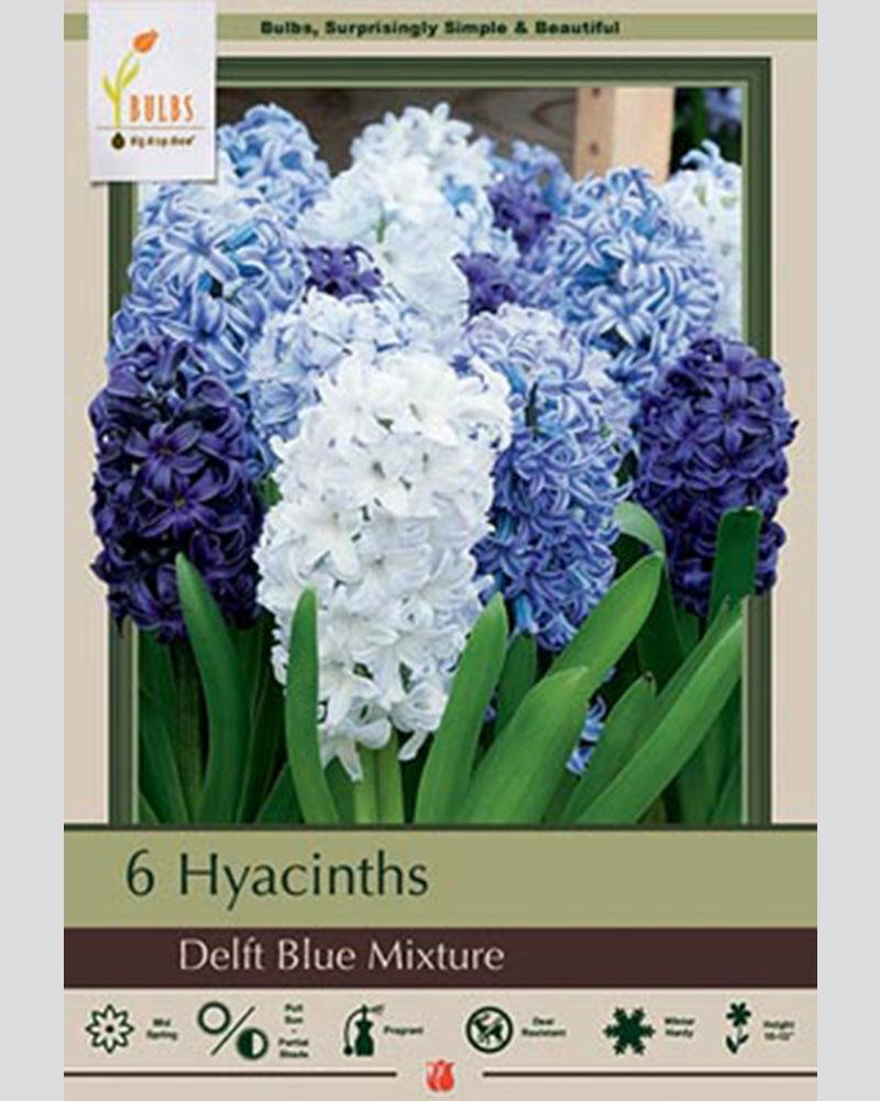 Hyacinth Delft Blue Mixture 5 bulbs/pkg