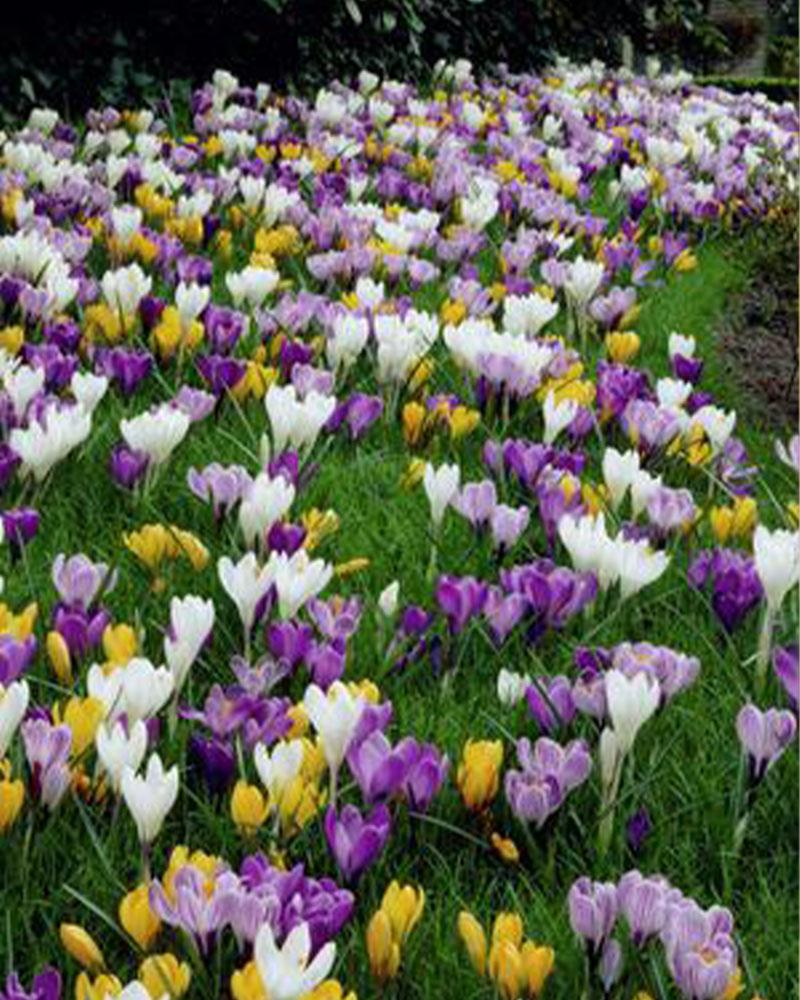 Crocus Large Flowering Mix 15 bulbs/pkg