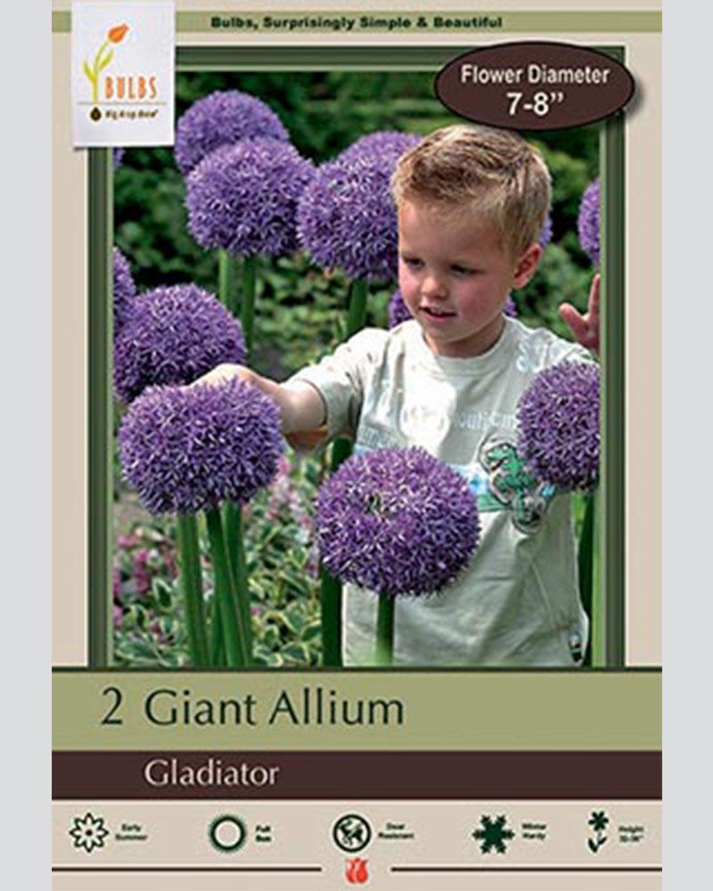 Allium Gladiator 2 bulbs/pkg