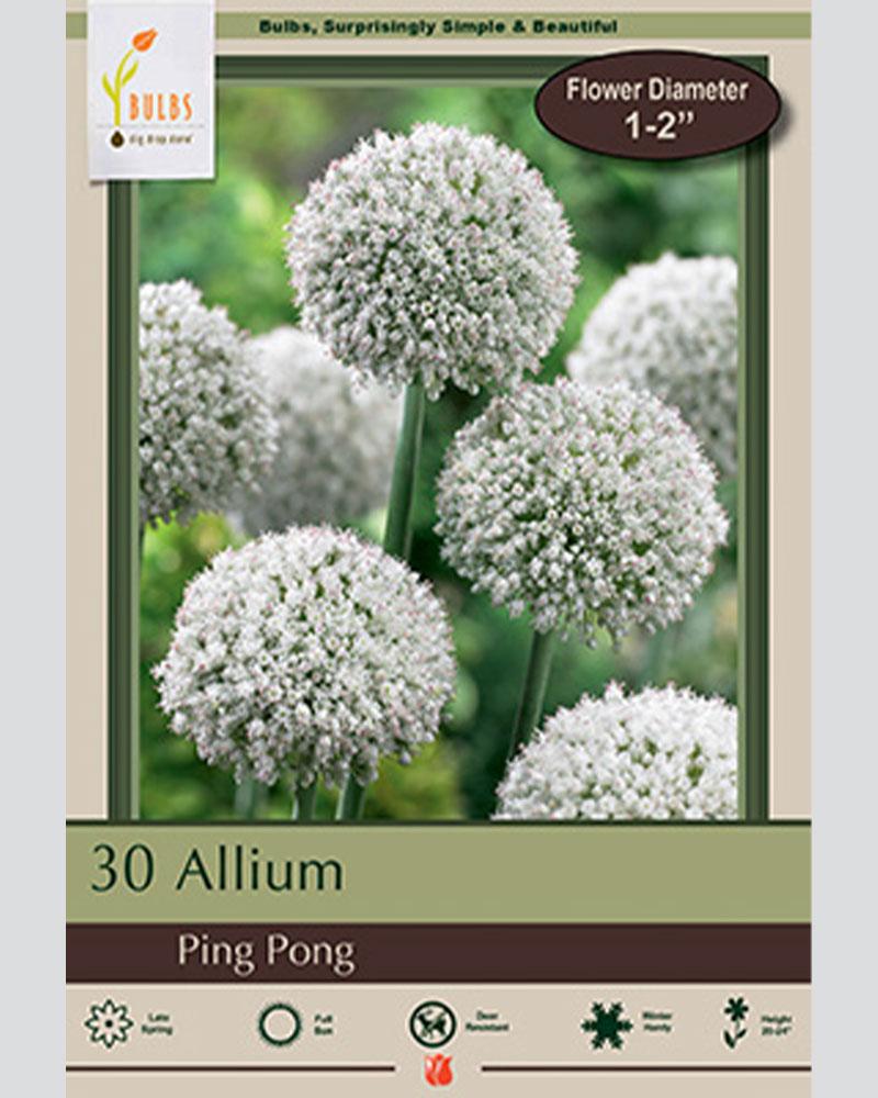 Allium Ping Pong 30 bulbs/pkg