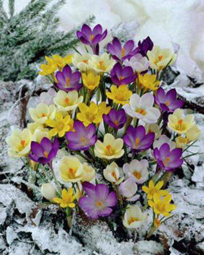 Crocus Snow Mixture 25 bulbs/pkg