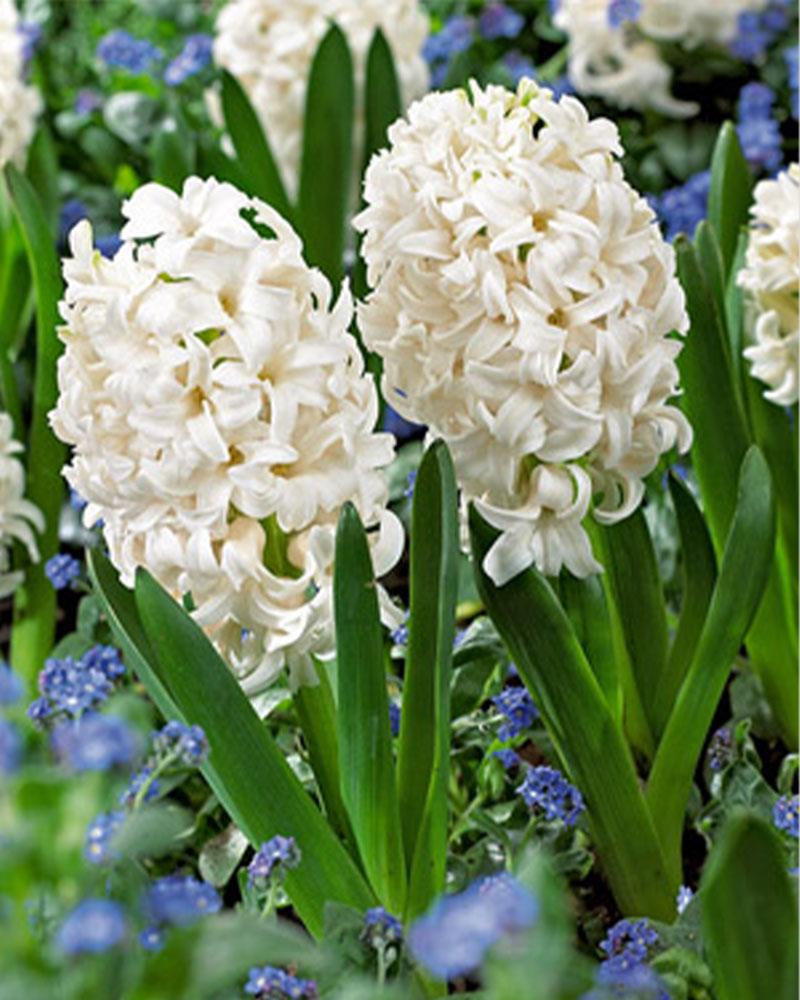 Hyacinth Carnegie 5 bulbs/pkg