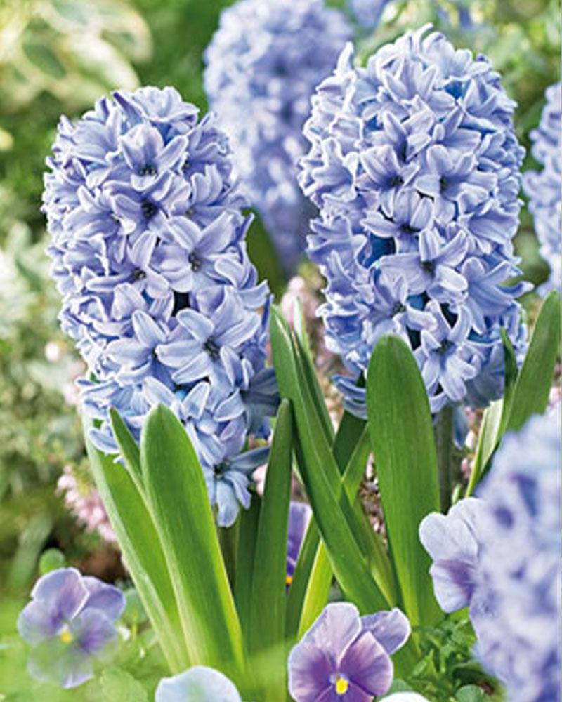 Hyacinyh Delft Blue 5 bulbs/pkg