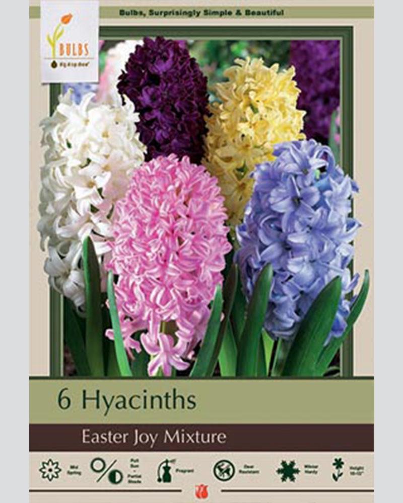 Hyacinth Easter Joy Mix 5 bulbs/pkg