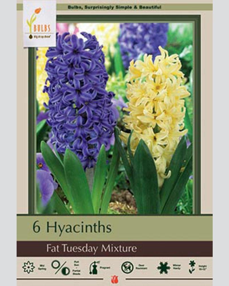 Hyacinth Fat Tuesday Mix 5 bulbs/pkg