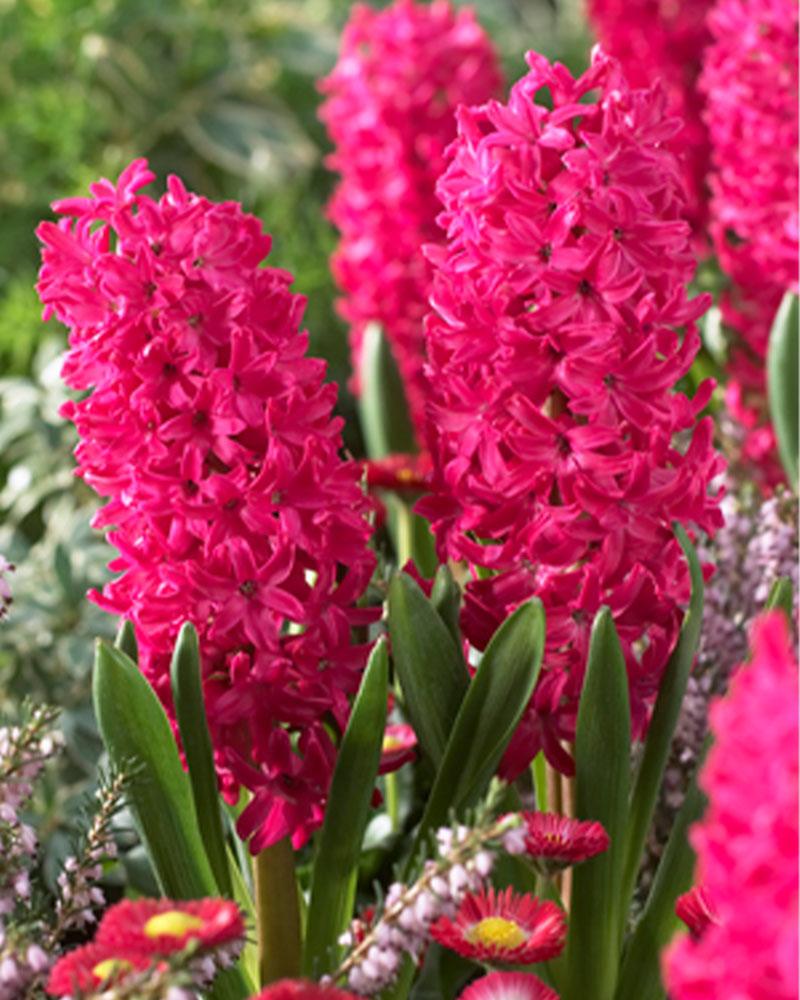 Hyacinth Jan Bos 5 bulbs/pkg